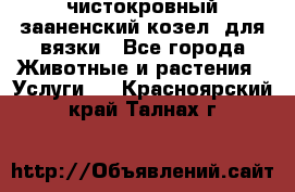 чистокровный зааненский козел  для вязки - Все города Животные и растения » Услуги   . Красноярский край,Талнах г.